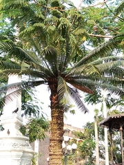 Dioon spinulosum