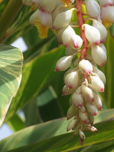 Alpinia zerumbet