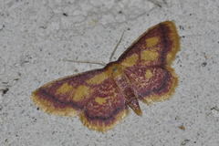 Idaea muricata