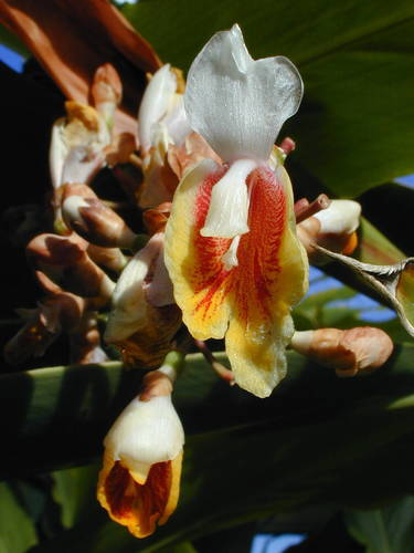 Alpinia zerumbet