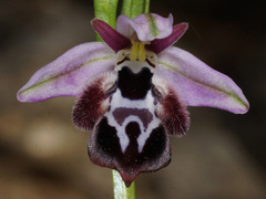 Ophrys reinholdii