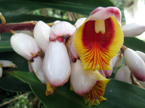 Alpinia zerumbet