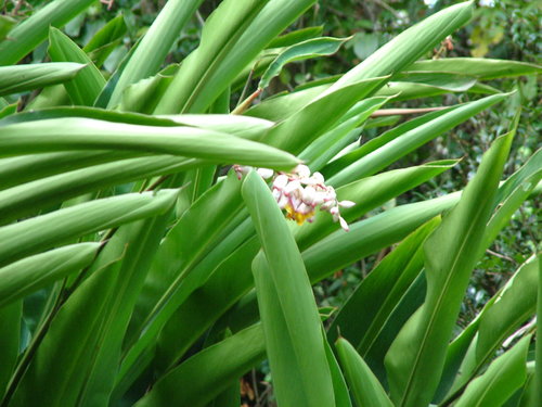 Alpinia zerumbet