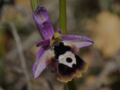 Ophrys reinholdii