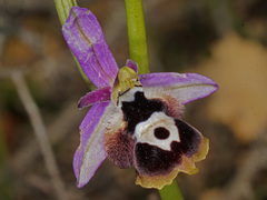 Ophrys reinholdii