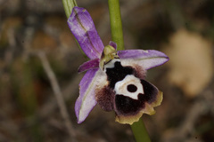 Ophrys reinholdii