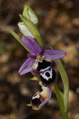 Ophrys reinholdii