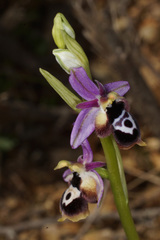 Ophrys reinholdii