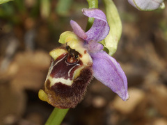 Ophrys fuciflora heterochila