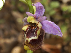 Ophrys fuciflora heterochila