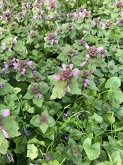 Lamium purpureum