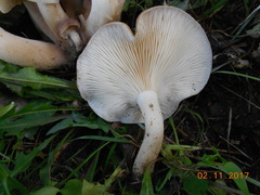 Lyophyllum loricatum