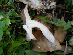 Lyophyllum loricatum