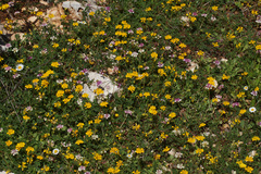 Securigera parviflora