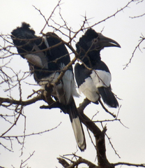 Bycanistes subcylindricus