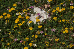 Securigera parviflora