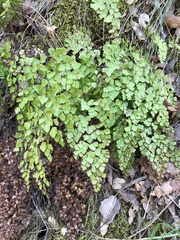 Adiantum shastense