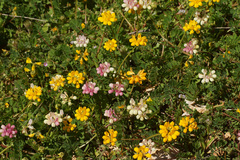 Securigera parviflora