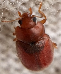 Coccidula rufa