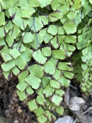 Adiantum shastense