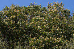 Arbutus andrachne