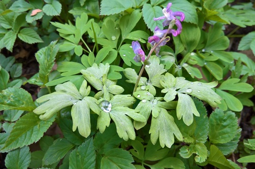 Representative image of Peronospora