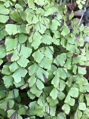 Adiantum shastense