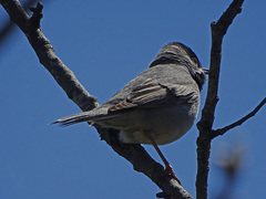 Curruca ruppeli