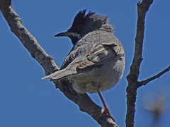 Curruca ruppeli