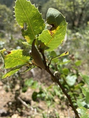 Heteroecus pacificus