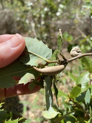 Heteroecus pacificus