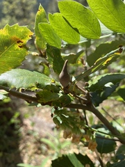 Heteroecus pacificus