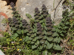 Ajuga orientalis