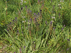Bellevalia trifoliata