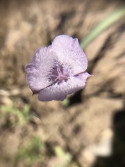 Calochortus tolmiei