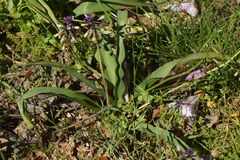Bellevalia trifoliata