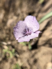 Calochortus tolmiei