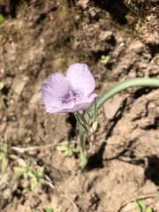Calochortus tolmiei