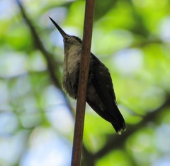 Eupetomena cirrochloris