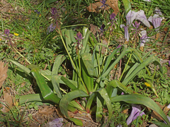 Bellevalia trifoliata