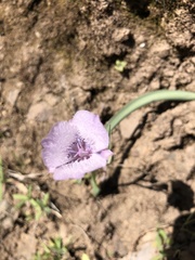 Calochortus tolmiei