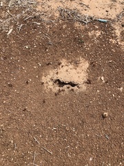 Pogonomyrmex rugosus