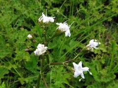 Valeriana capensis capensis