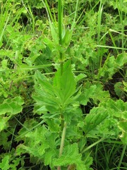 Valeriana capensis capensis