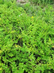 Valeriana capensis capensis