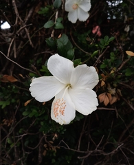 Hibiscus rosa-sinensis