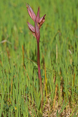 Serapias politisii