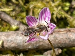 Andrena erigeniae