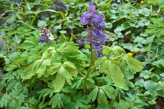 Peronospora bulbocapni