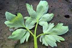 Peronospora bulbocapni